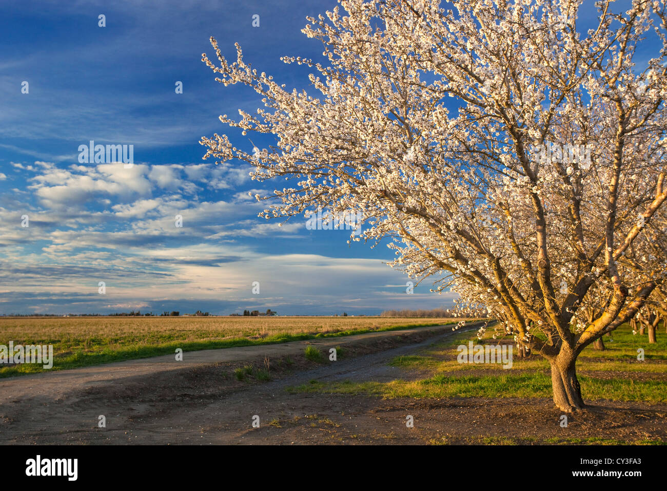 Almonds trees in the Sacramento Valley of northern California in bloom. Stock Photo