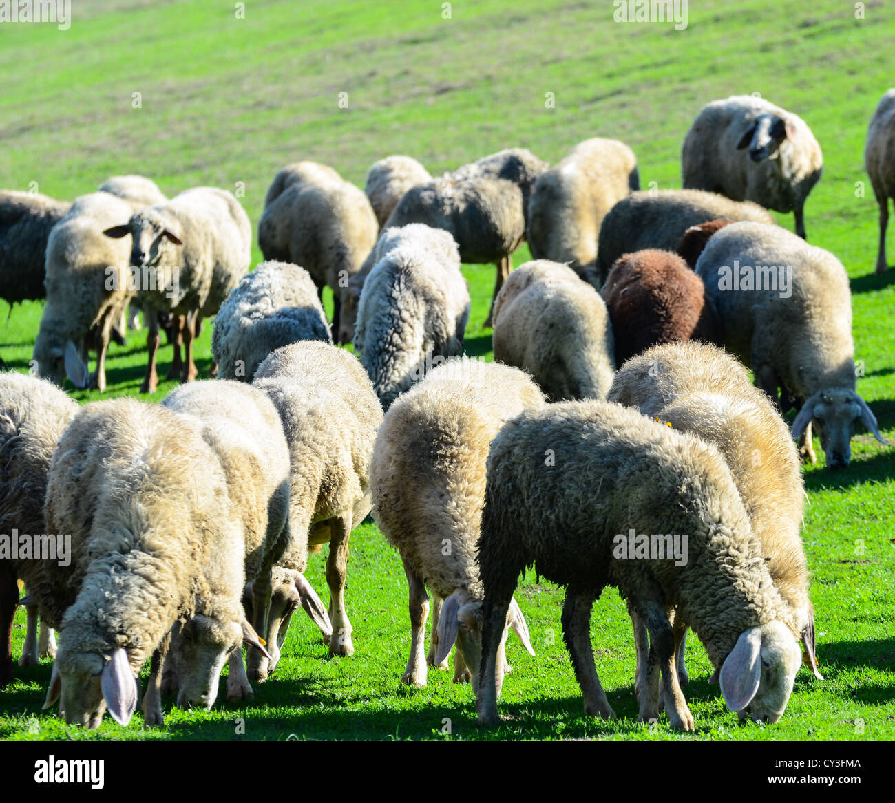 Sheep in nature grazing Stock Photo - Alamy