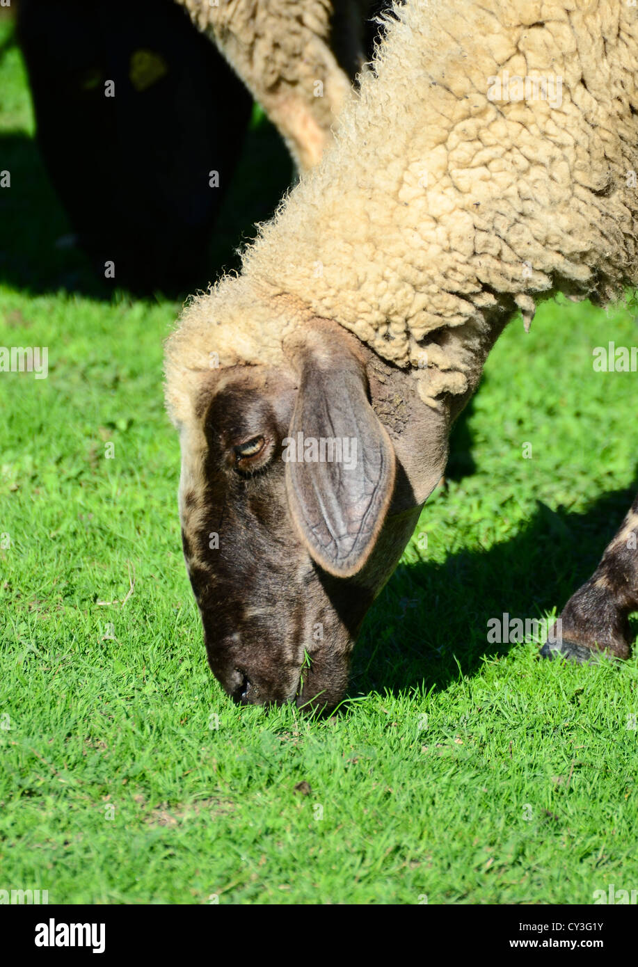 Portrait of sheep grazing Stock Photo - Alamy