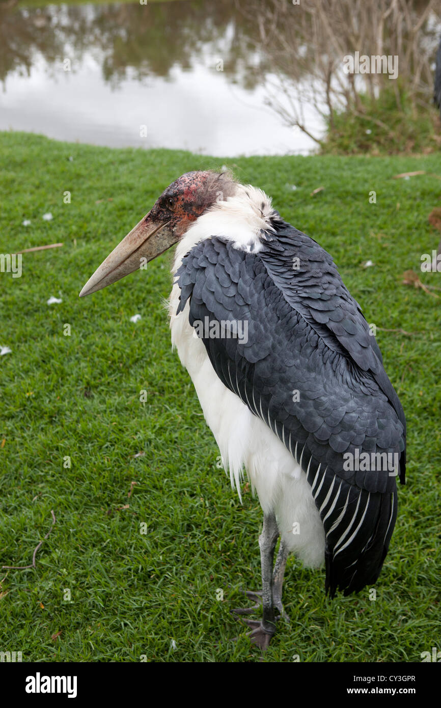 Marabou Stork, Leptoptilos crumeniferus, bird standing by a lake. Stock Photo