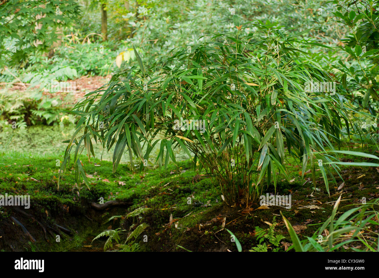 Green bamboo bush in the Japanese Garden Stock Photo Alamy