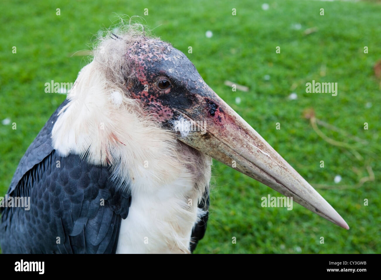 Marabou Stork Leptoptilos crumeniferus headshot Stock Photo