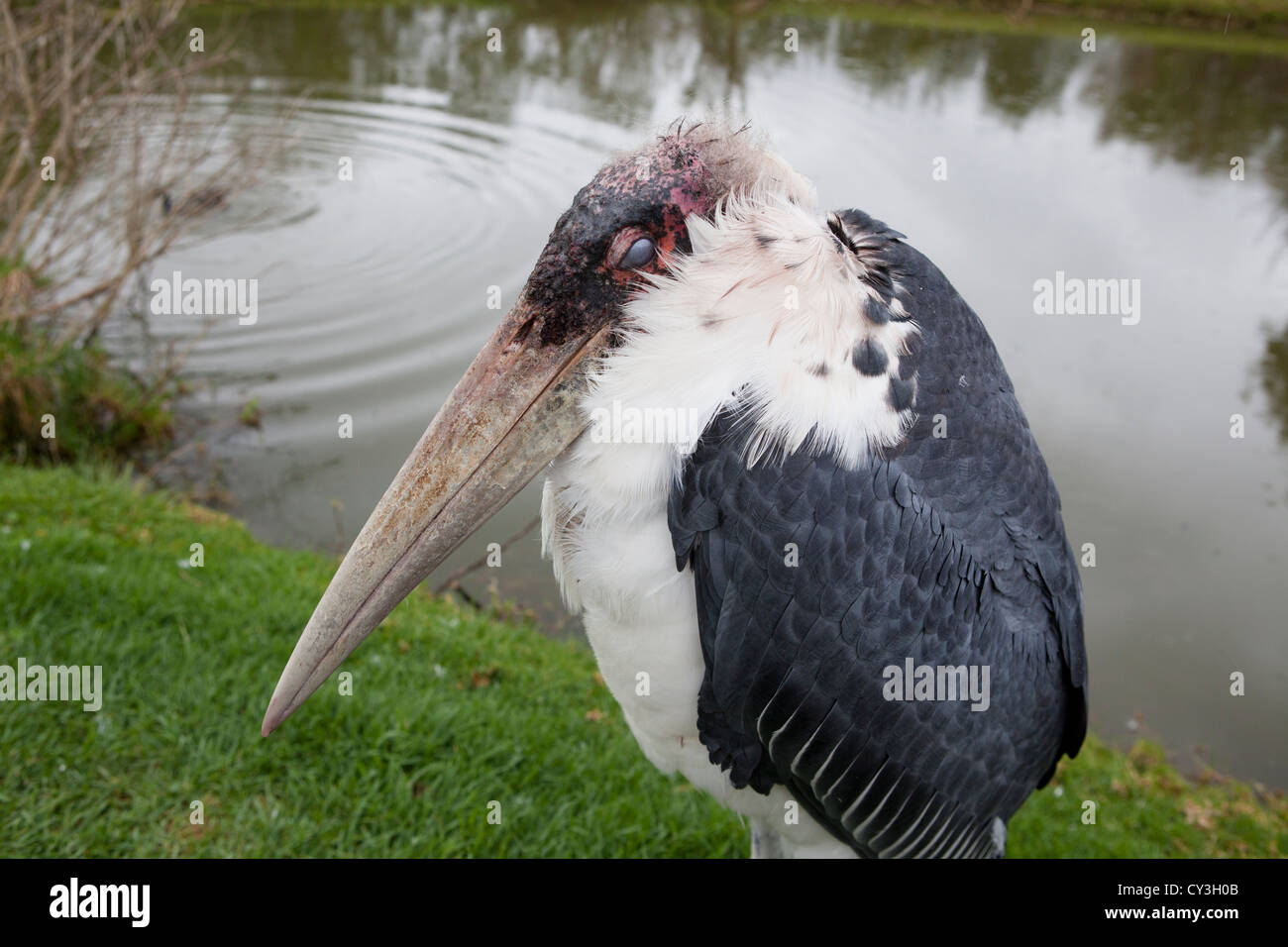 Marabou Stork blinking it's eye. Stock Photo