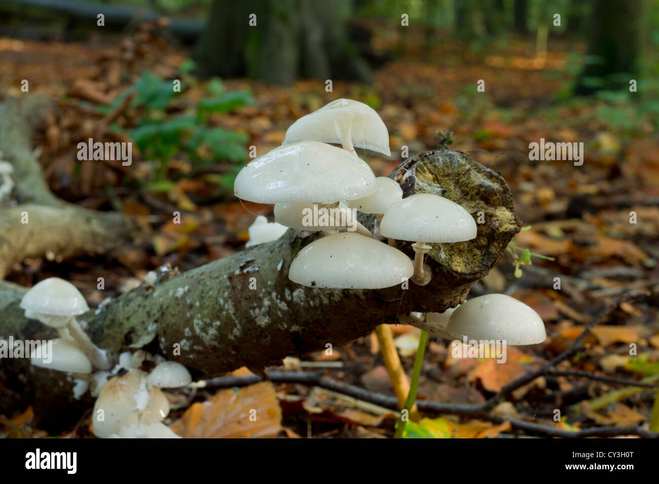 Porcelain Fungus on a beech log Stock Photo