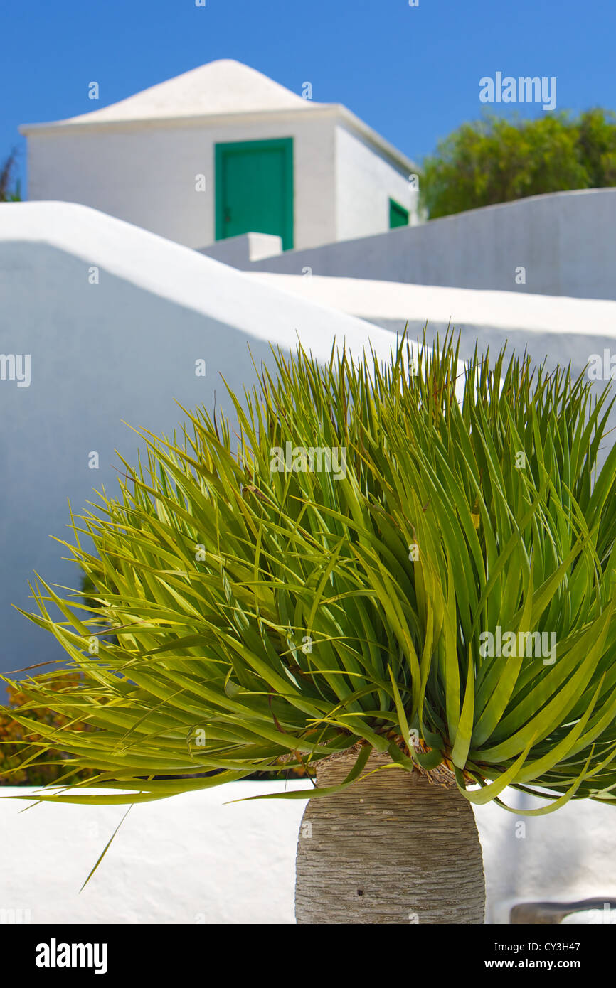 Sub tropical fan shaped palm set against a defocused background of typical Canary Island architecture on Lanzarote. Stock Photo