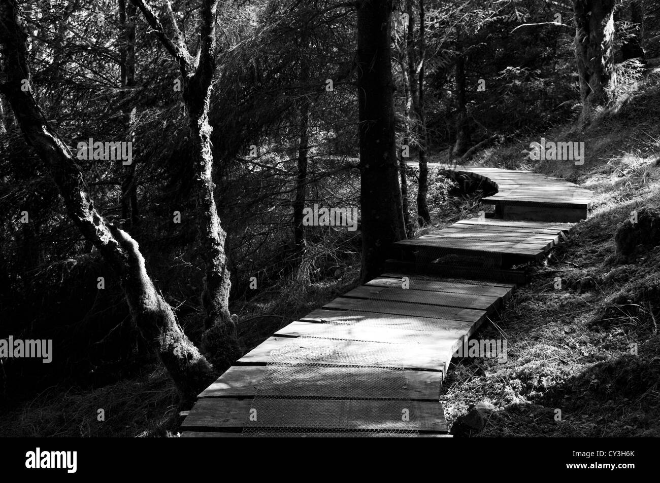 Forest path near Fort William, Scotland Stock Photo