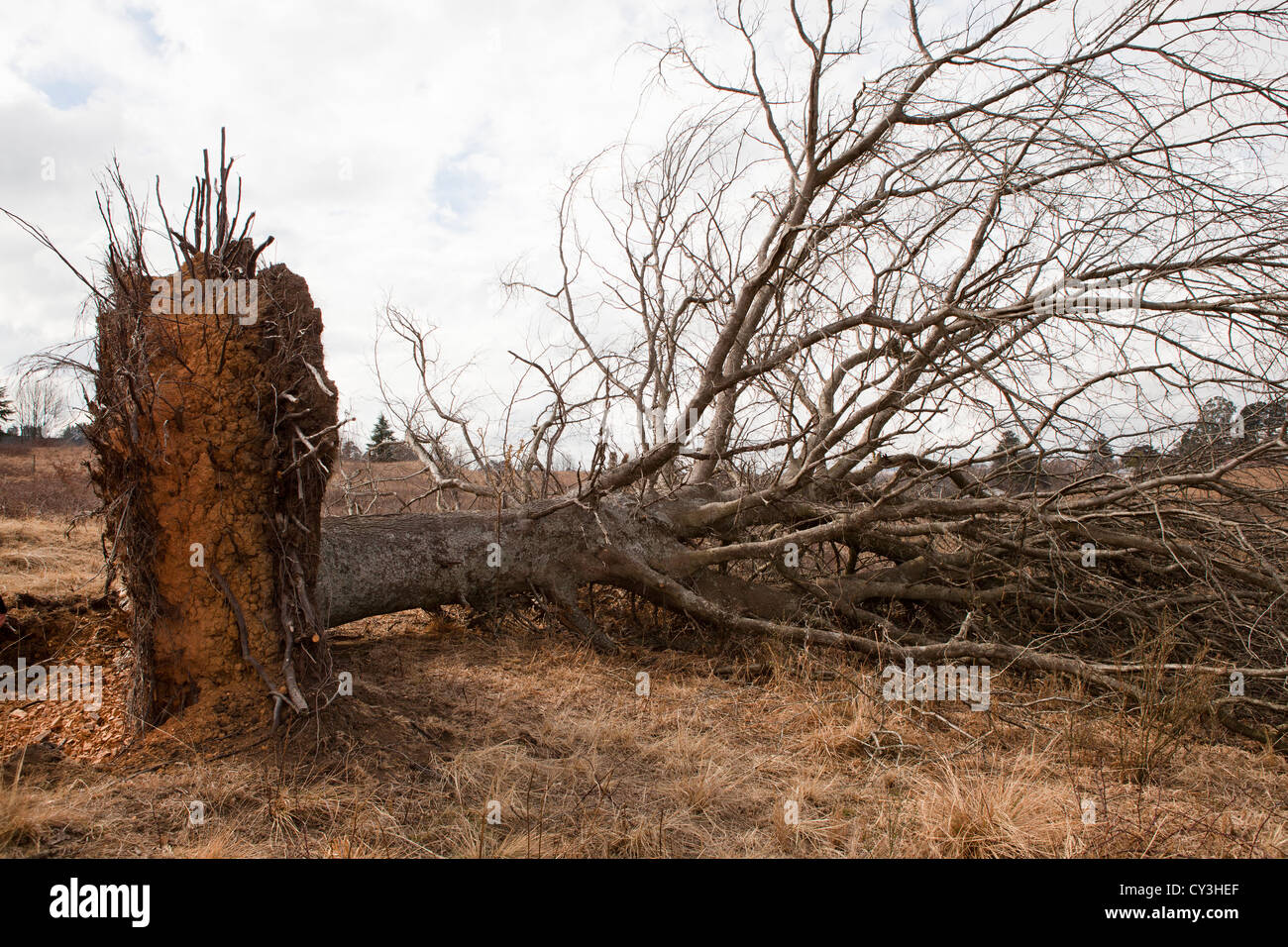 Uprooted dead big tree lying in a field with roots visibly compacted with hard soil. Stock Photo