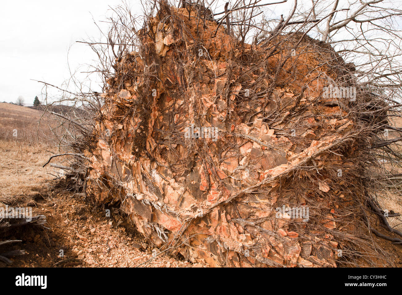 Uprooted dead big tree with visible roots Stock Photo Alamy