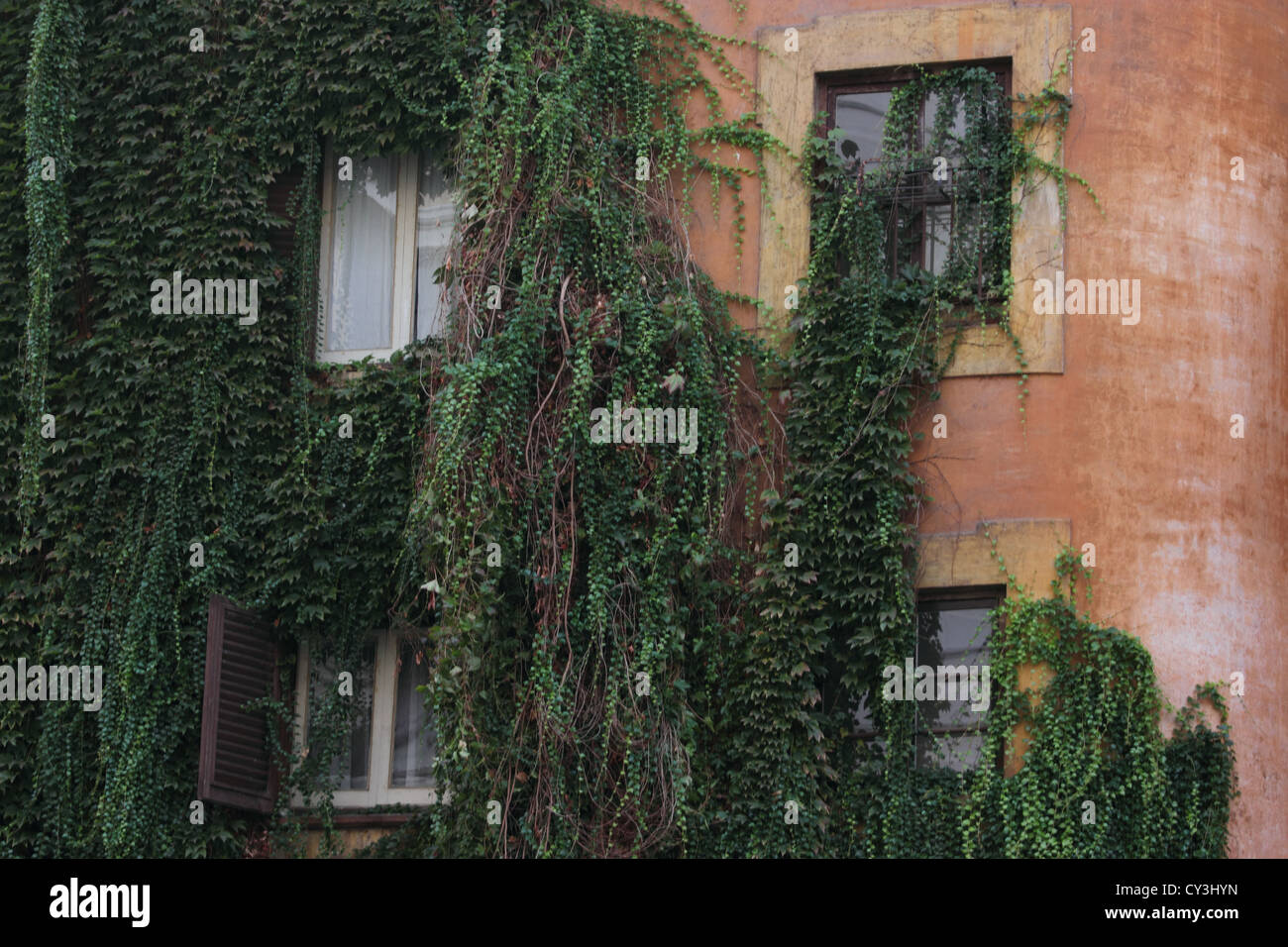beautiful old building front face covered with edera in the center of Rome, Italy, urban, archtecture, windows, decayed walls Stock Photo