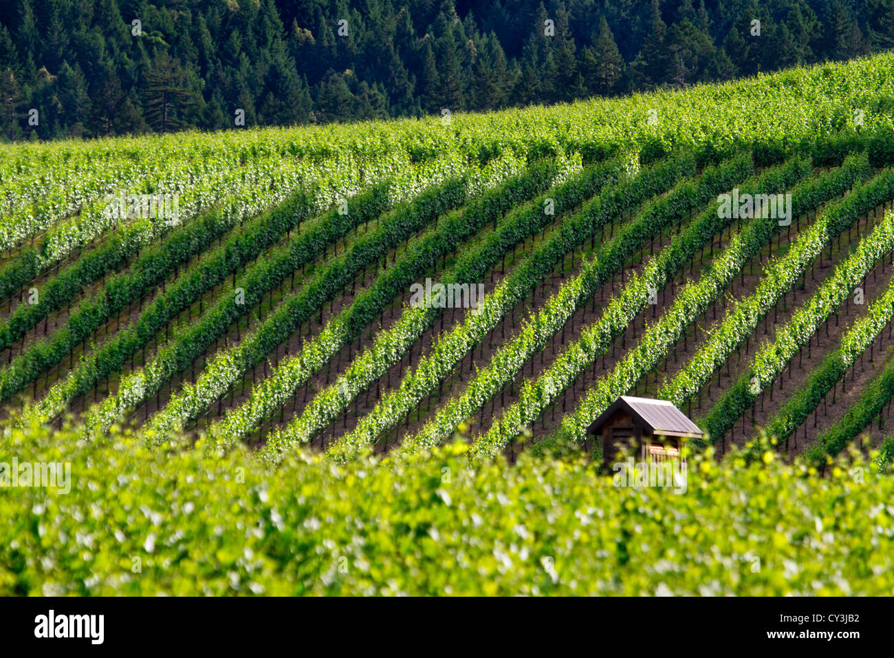 Vineyard views of the Anderson Valley wine country in Northern