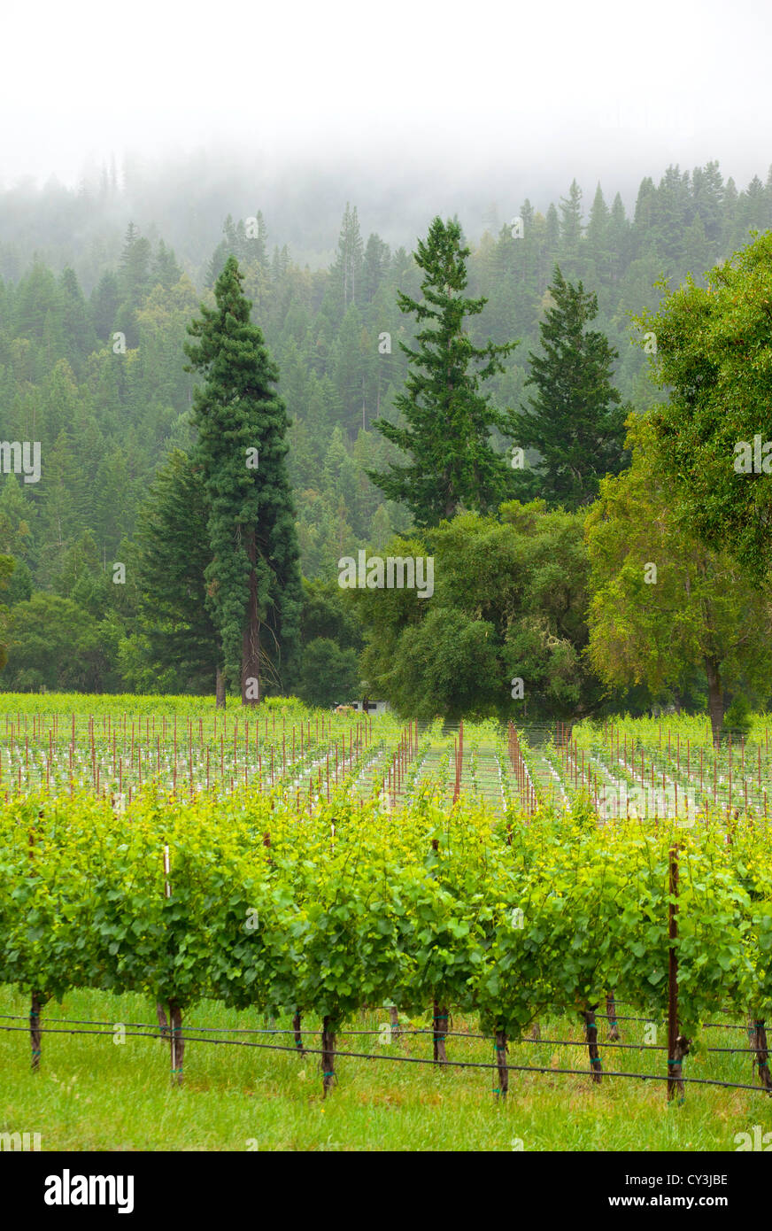 Vineyard views of the Anderson Valley wine country in Northern California. Stock Photo
