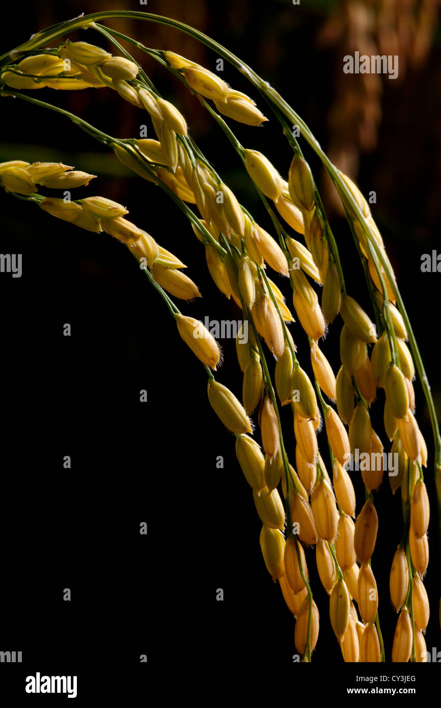 What Are Rice Rips Ripe heads of rice ready for harvest in the Sacramento Valley ...
