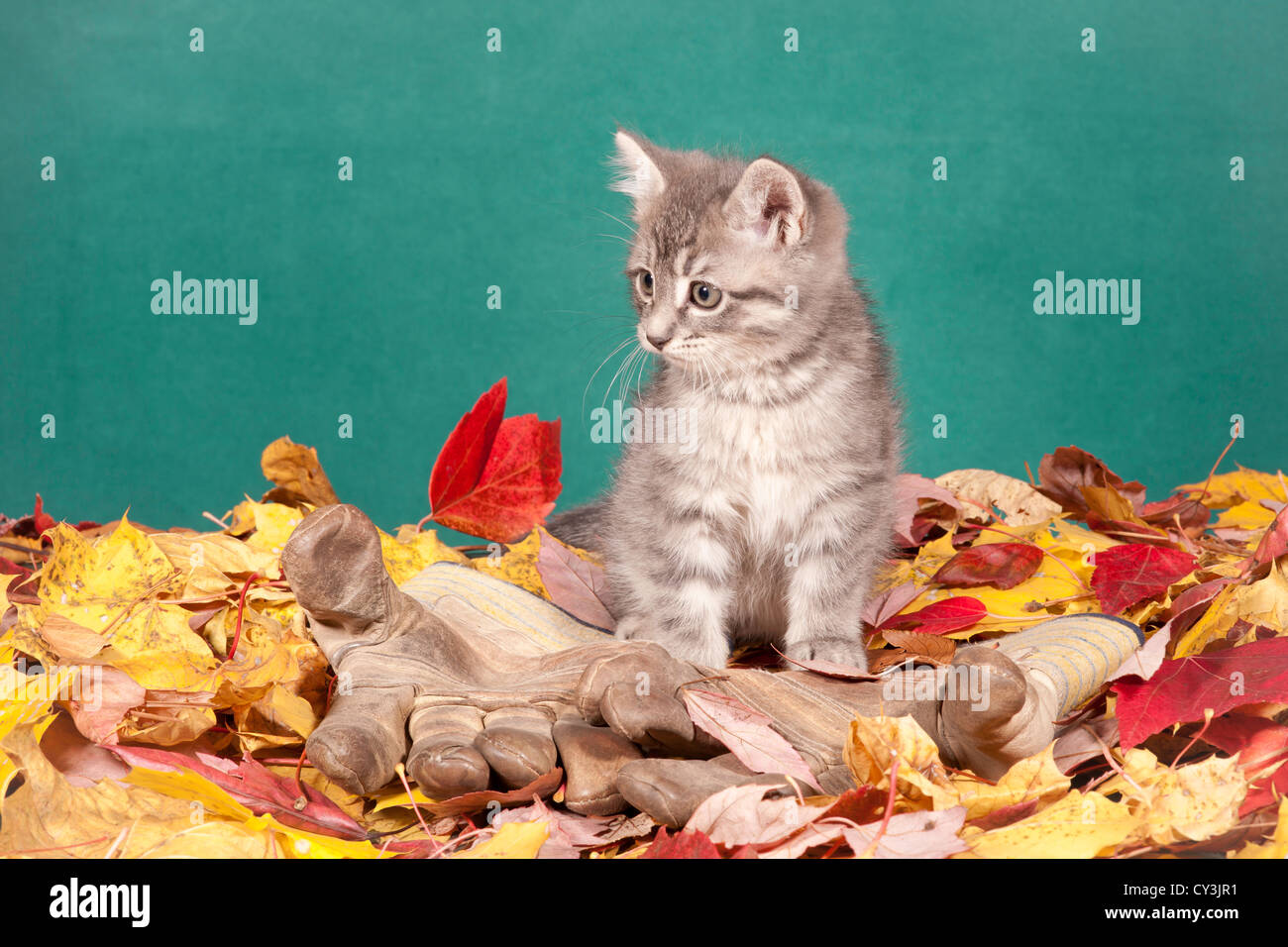 Little kitten in leaves by a pair of gloves and a garden tool. Stock Photo