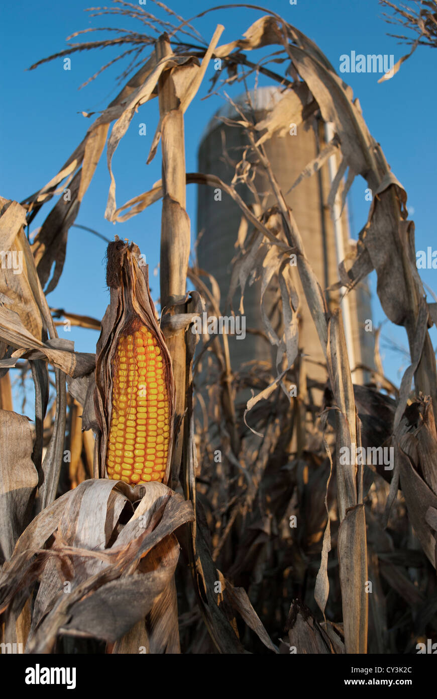 Dry stalks hi-res stock photography and images - Alamy