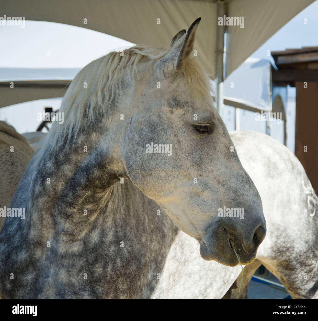 Canadian bread horse at farm animals show in Calgary Stock Photo