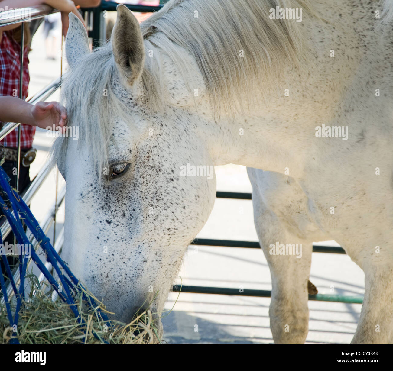 Canadian bread horse at farm animals show in Calgary Stock Photo