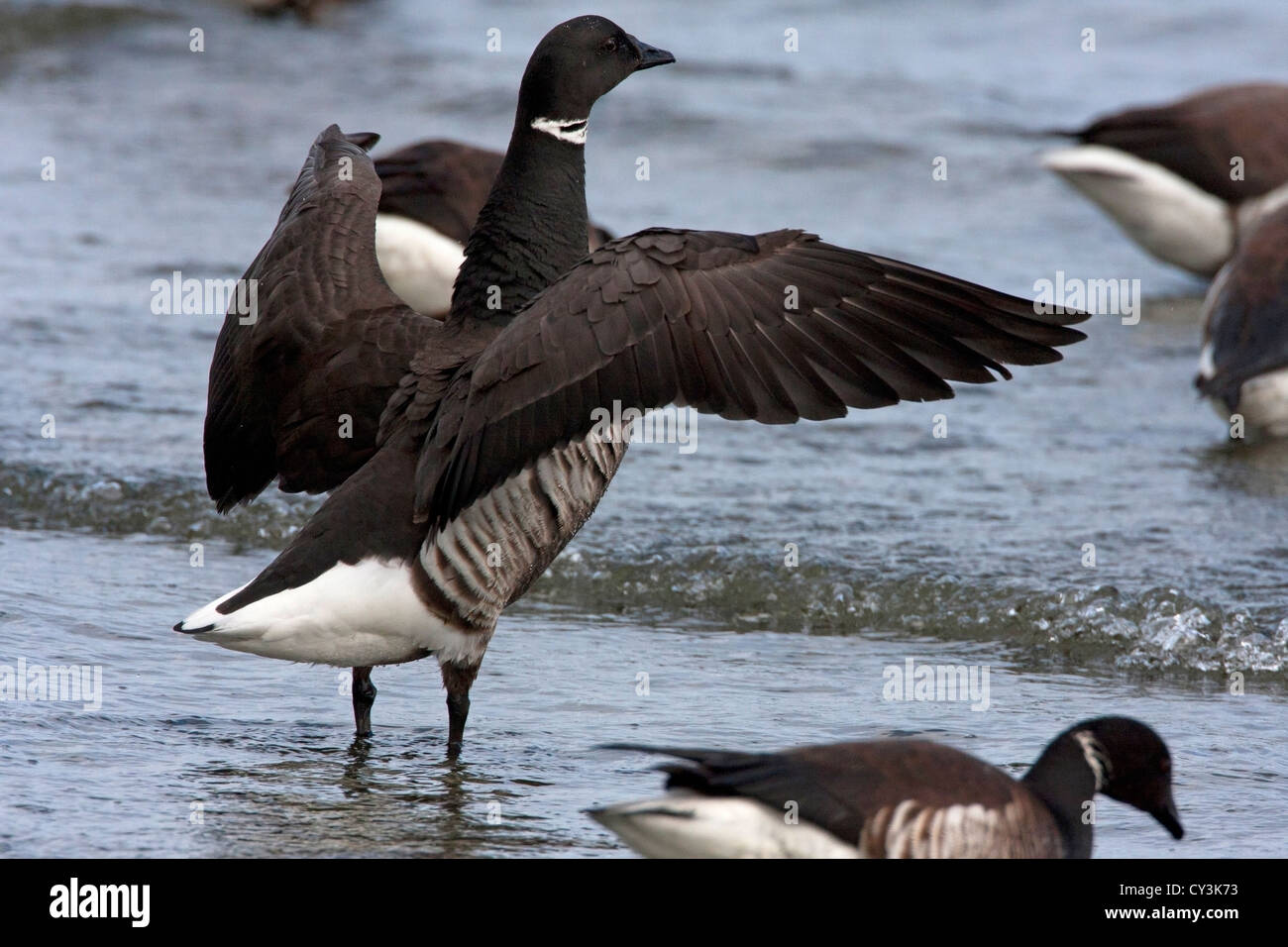 Brant Goose Branta bernicla stretching wings along the shoreline at Parksville Bay, BC, Canada in March during herring spawn Stock Photo