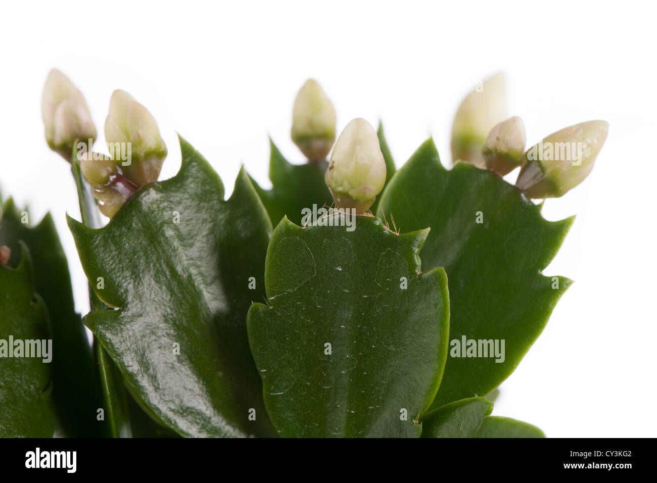 Holiday Cactus (Schlumbergera truncata) from Flame family Stock Photo