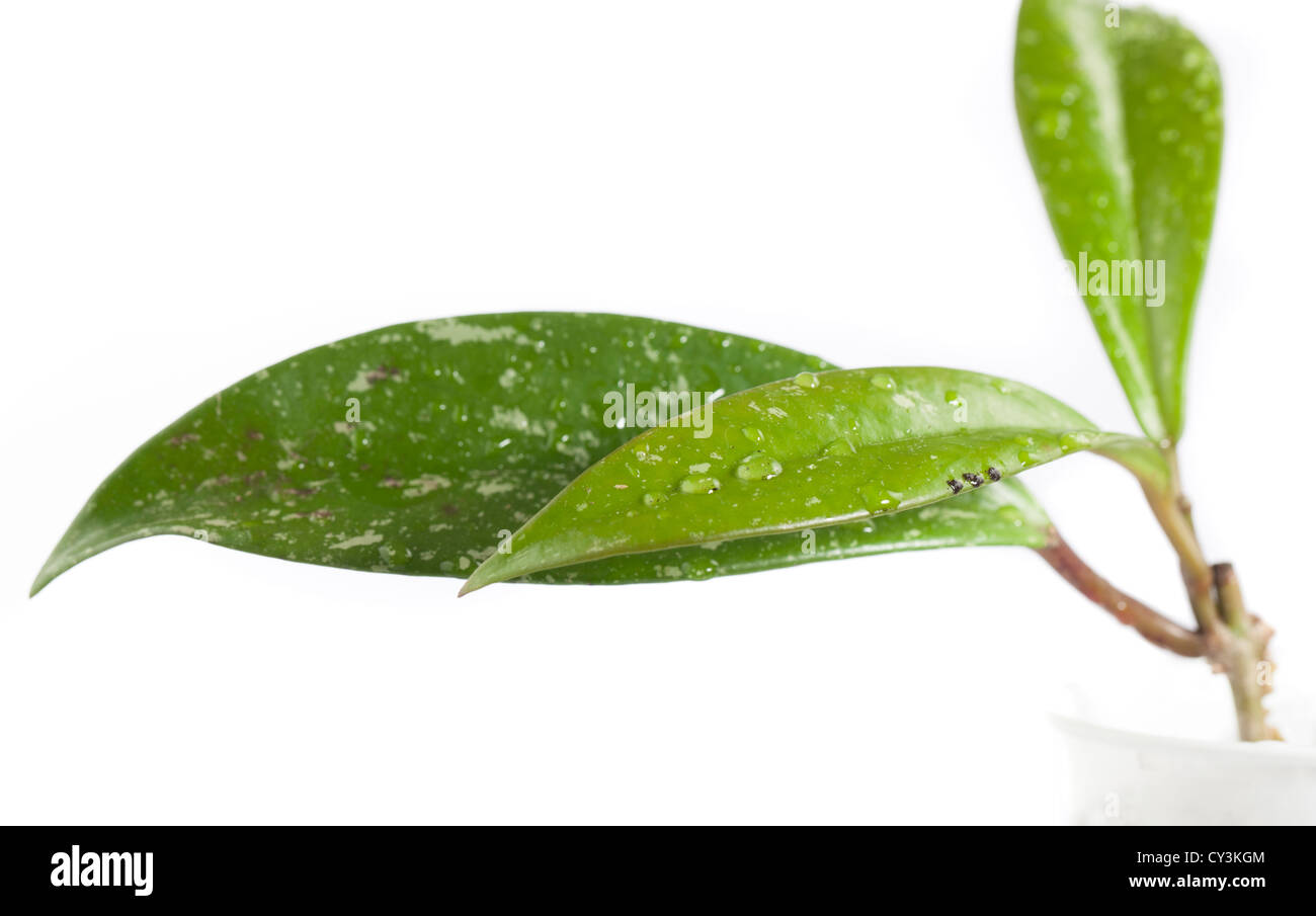 Page 2 Hoya High Resolution Stock Photography And Images Alamy
