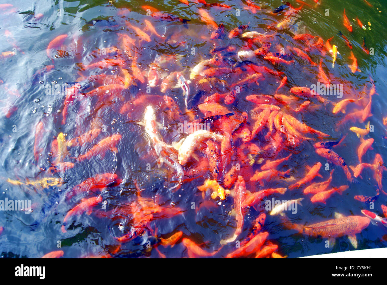 Goldfish play in the lake Stock Photo Alamy