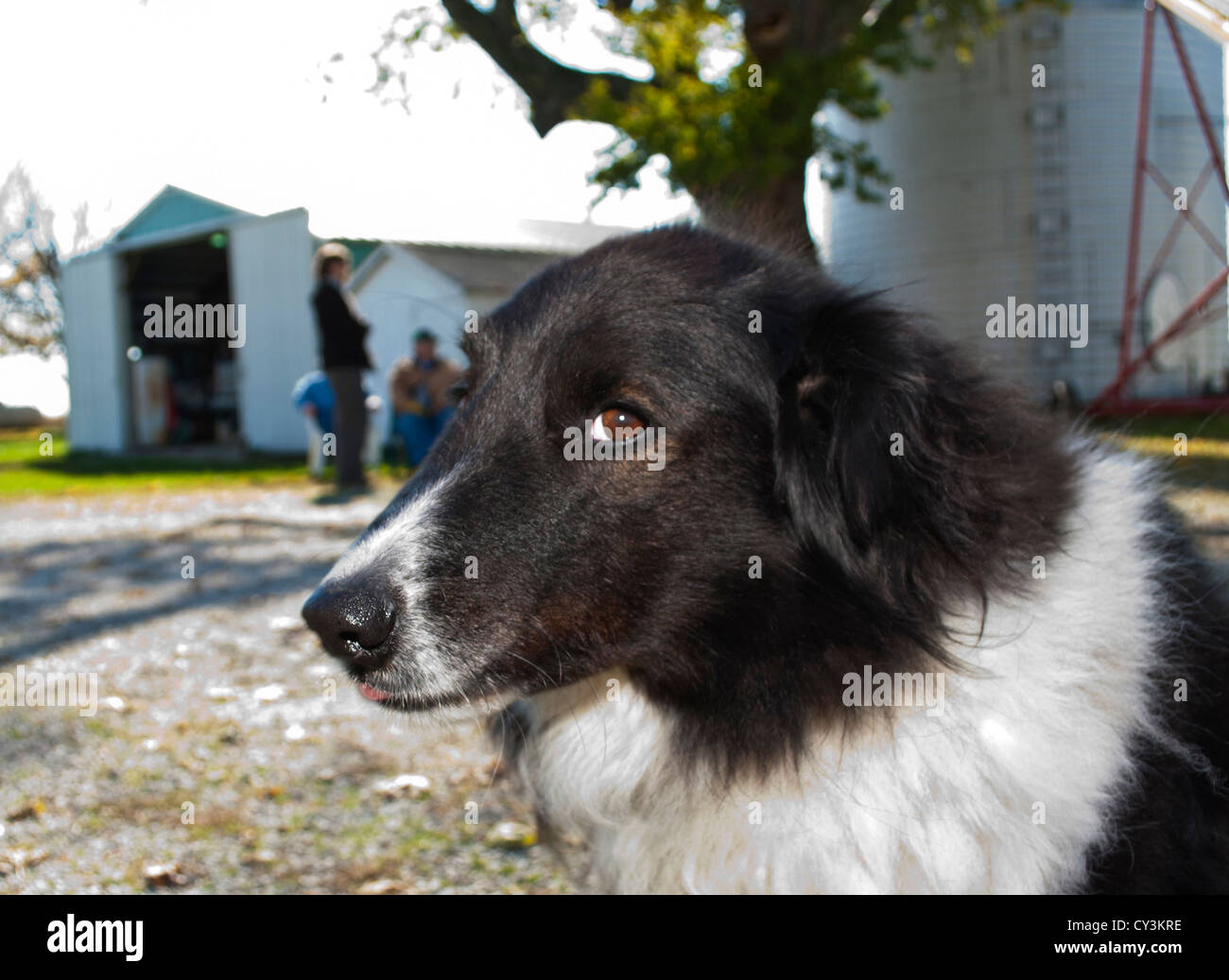 Sly Farm Dog Stock Photo