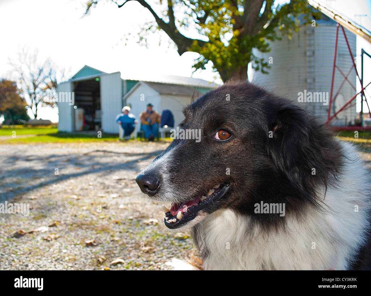 Closeup of farm dog with unrecognizable farmers in background. Stock Photo