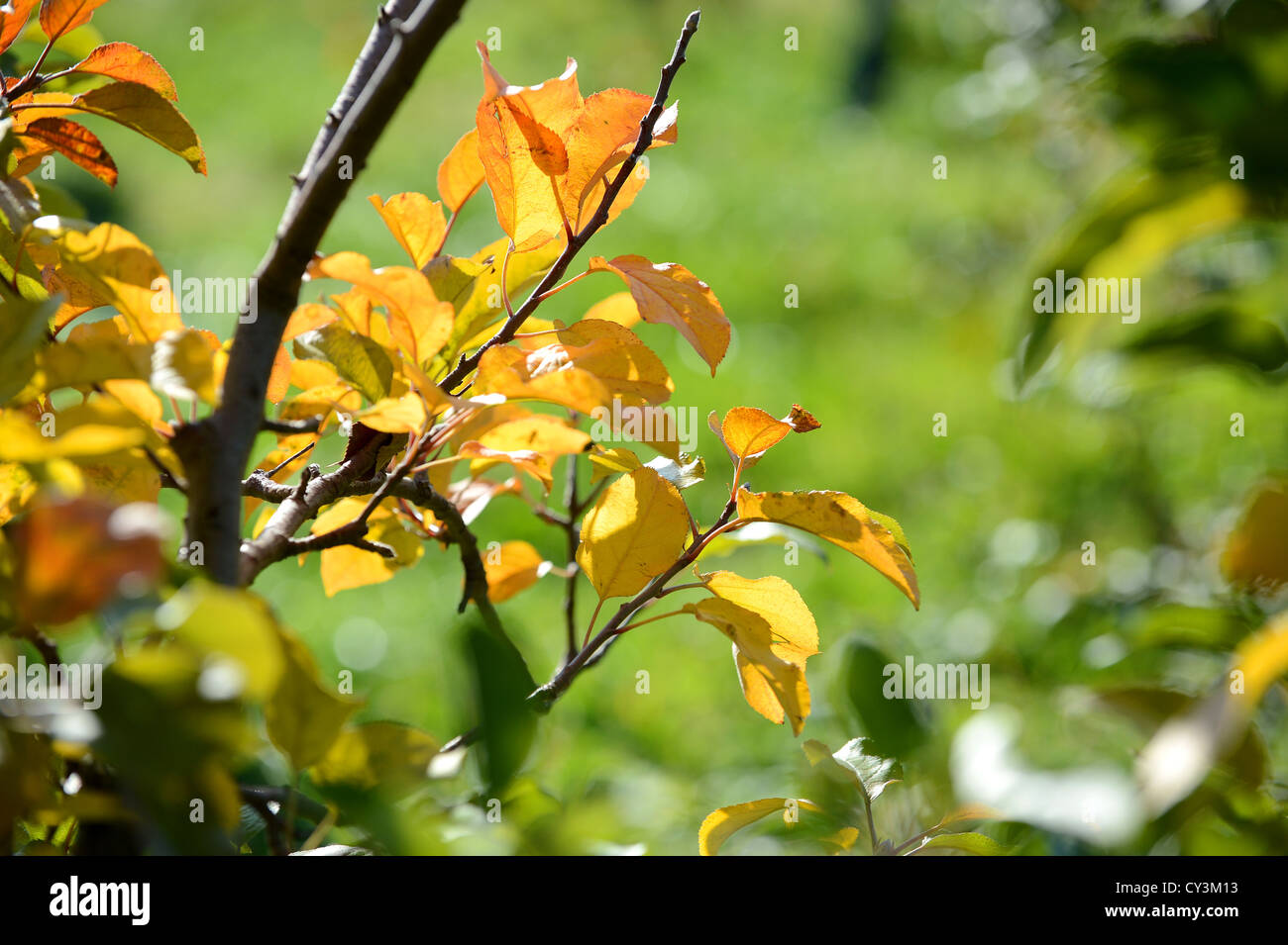 10+ Apple Tree Leaves In The Fall Pics