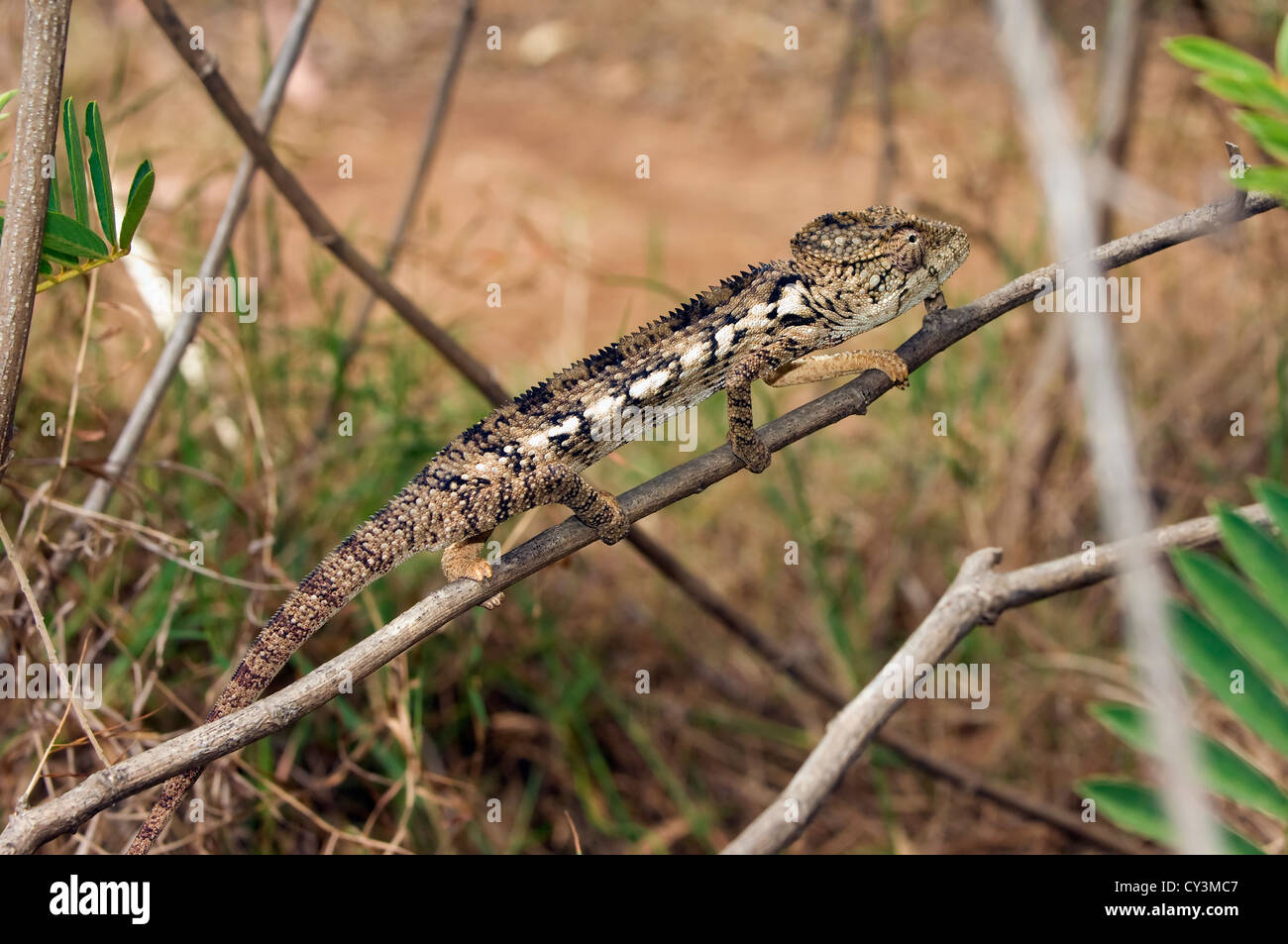 Carpet Chameleon (Furcifer lateralis), Madagascar Stock Photo