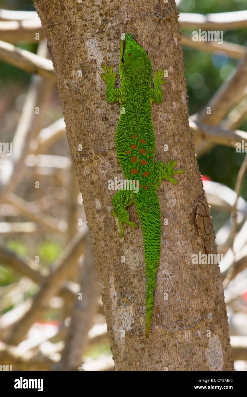 Madagascar Giant Day Gecko (Phelsuma madagascariensis grandis), Madagascar Stock Photo