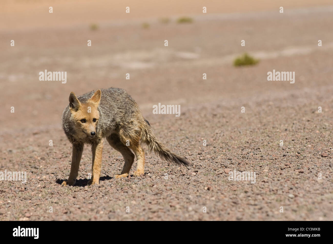 South American Grey Fox (Lycalopex griseus) Stock Photo