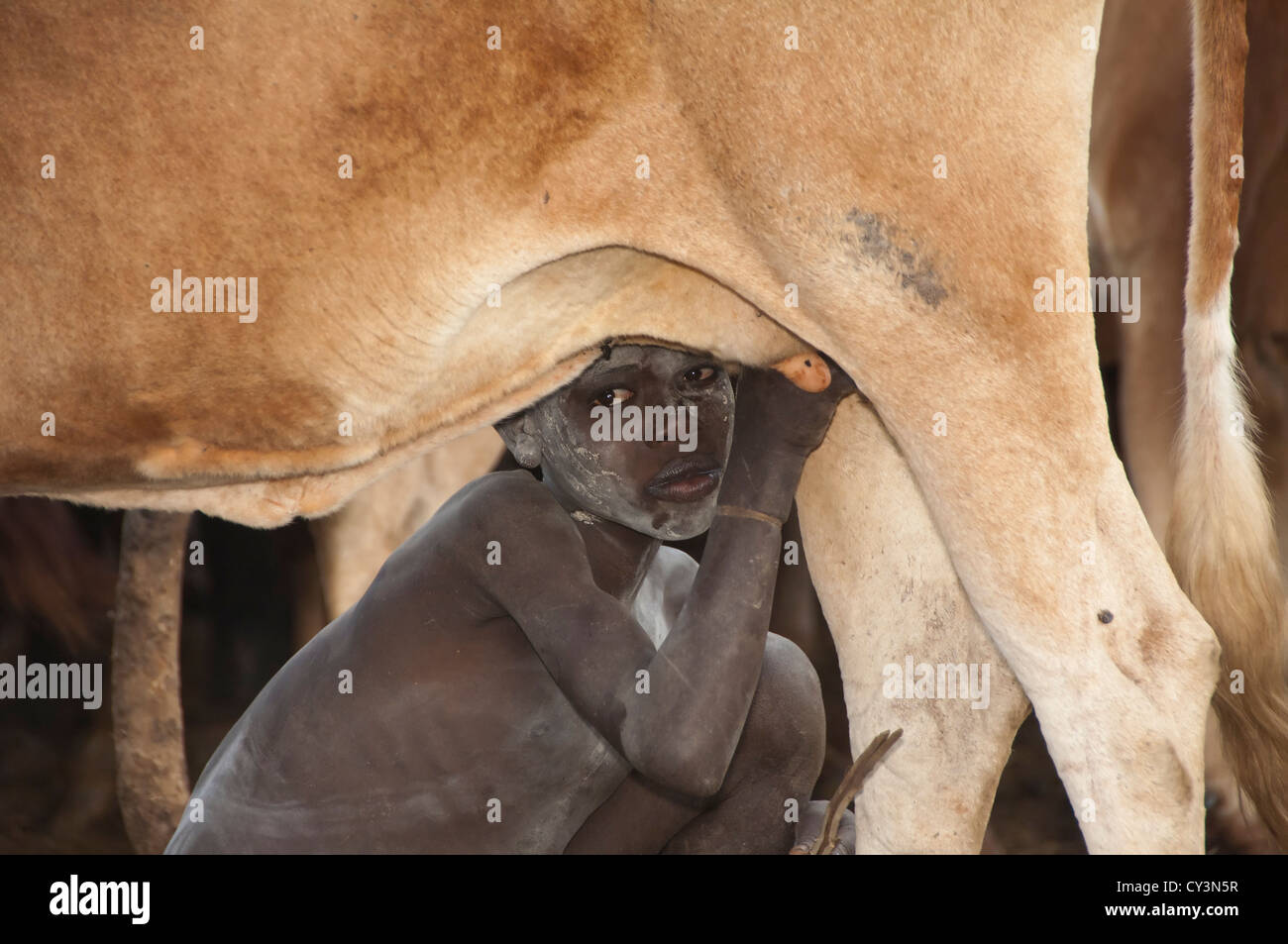 Surma boy drinking milk from the cow’s udder, Omo River ...