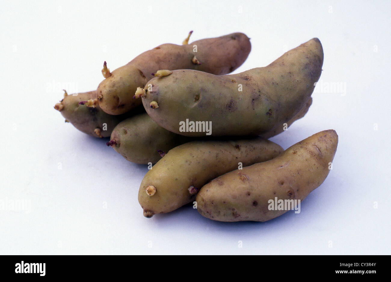 Sample of six second early salad potato (Solanum tuberosum) cultivar 'Ratte' (synonyms: 'Asparge', 'Cornichon') tubers Stock Photo