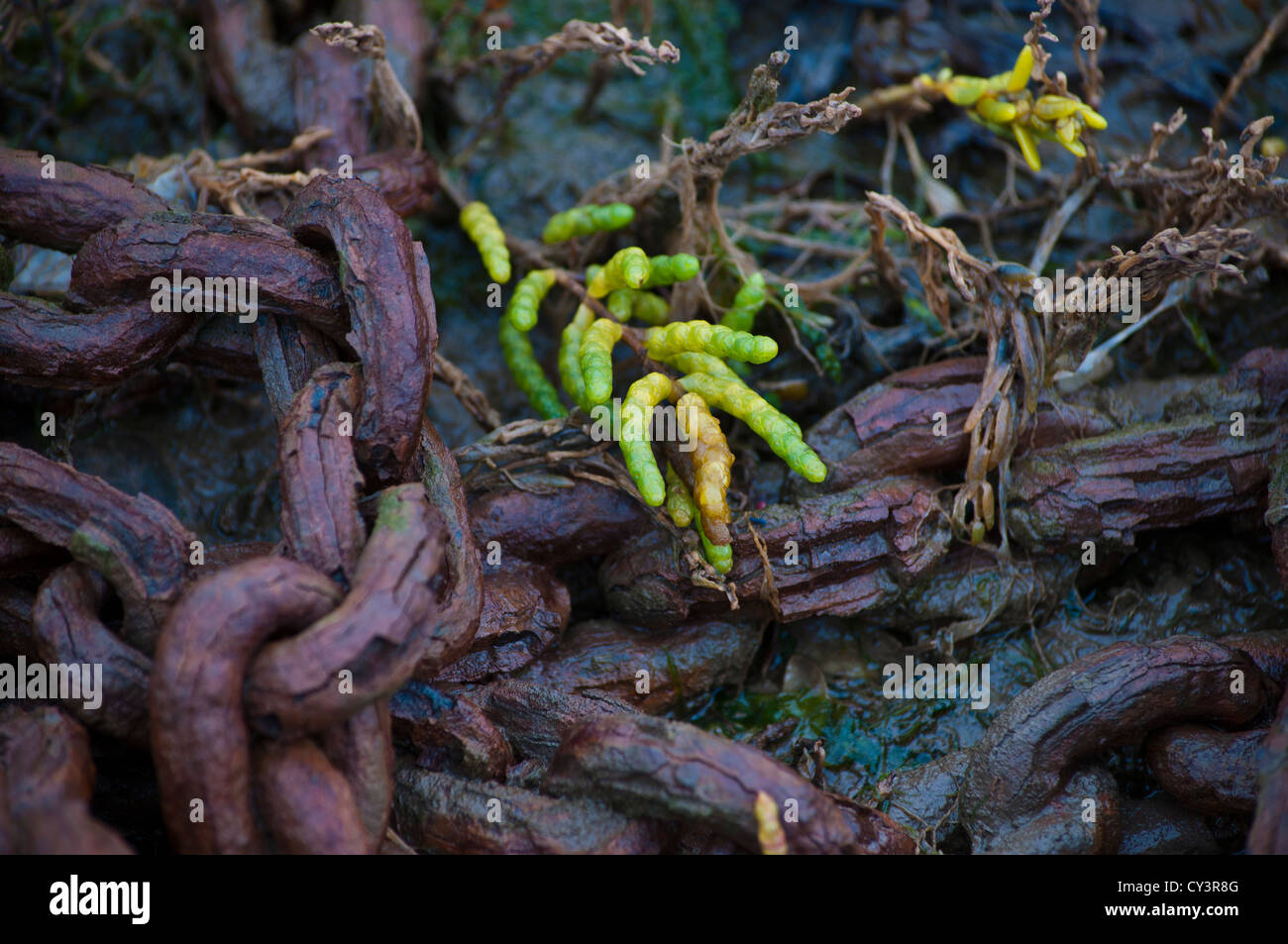 Wild Norfolk Samphire 'Salicornia europaea' Autumn Stock Photo