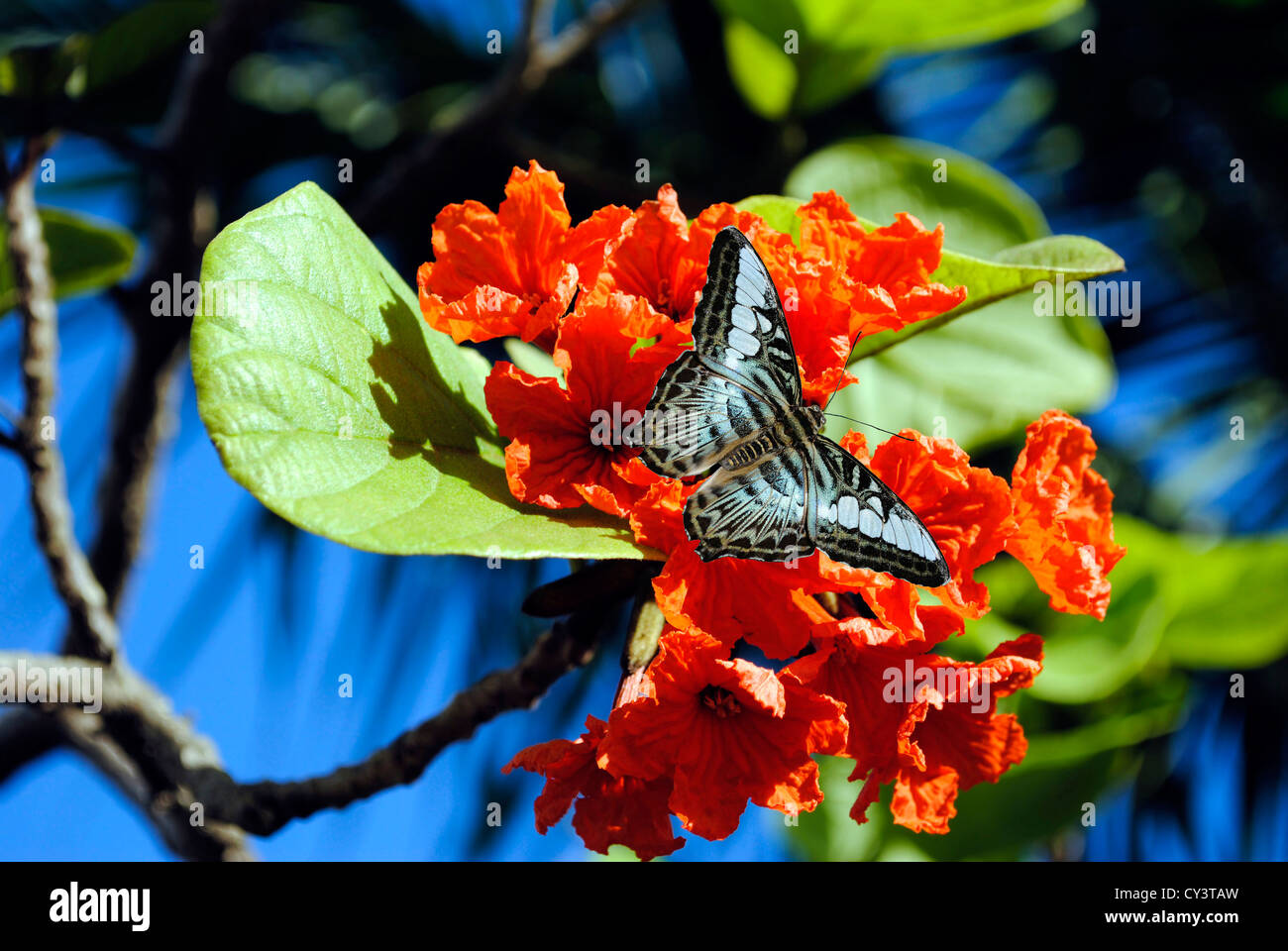 Orange Geiger Tree with Malaysian blue clipper butterfly (parthenos sylvia violacea) Stock Photo