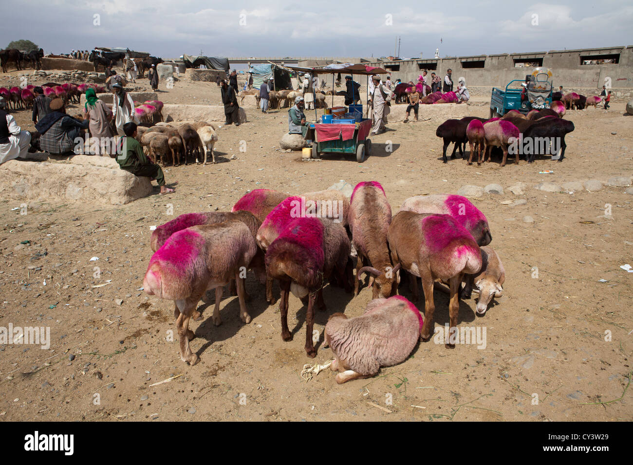 livestock market in kabul, Afghanistan Stock Photo