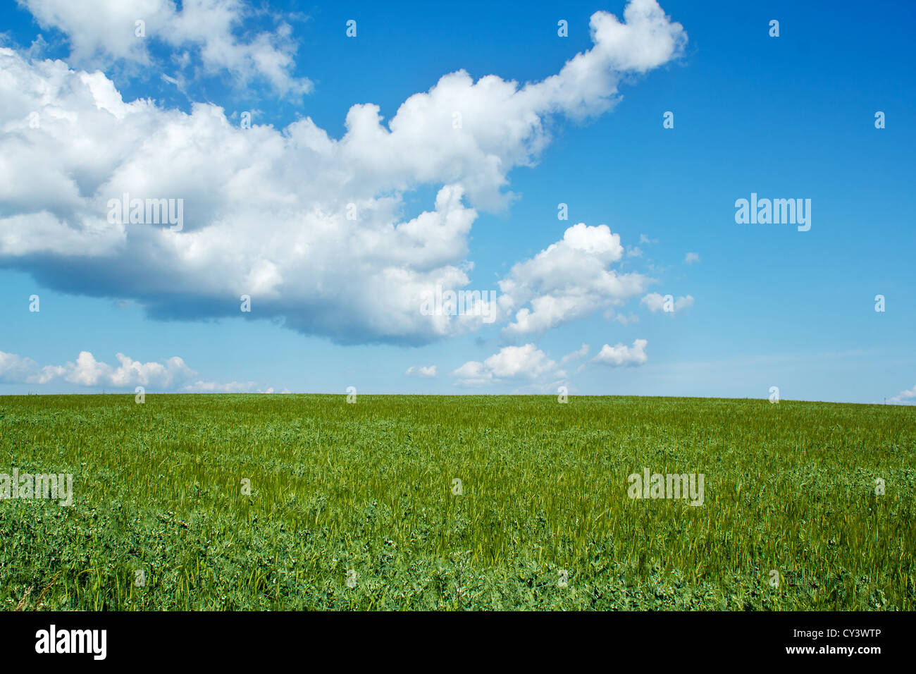 Beautiful summer rural landscape with green field and blue sky Stock ...