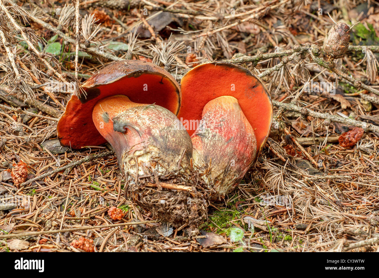 Red Boletus erythropus in summer forrest Stock Photo