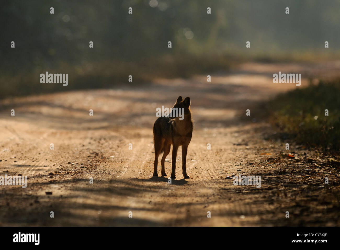 Golden jackal tiger hi-res stock photography and images - Alamy