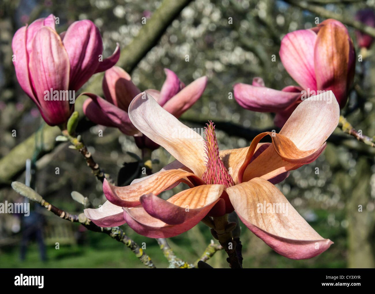 A dying pink Magnolia bloom Stock Photo Alamy