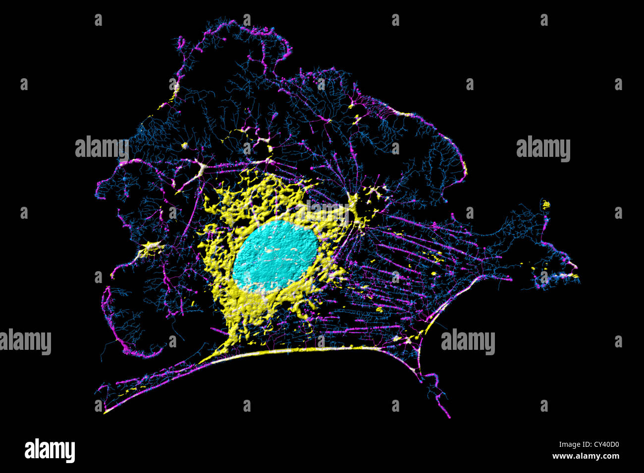 Microfilaments, mitochondria, and nuclei in fibroblast cell Stock Photo