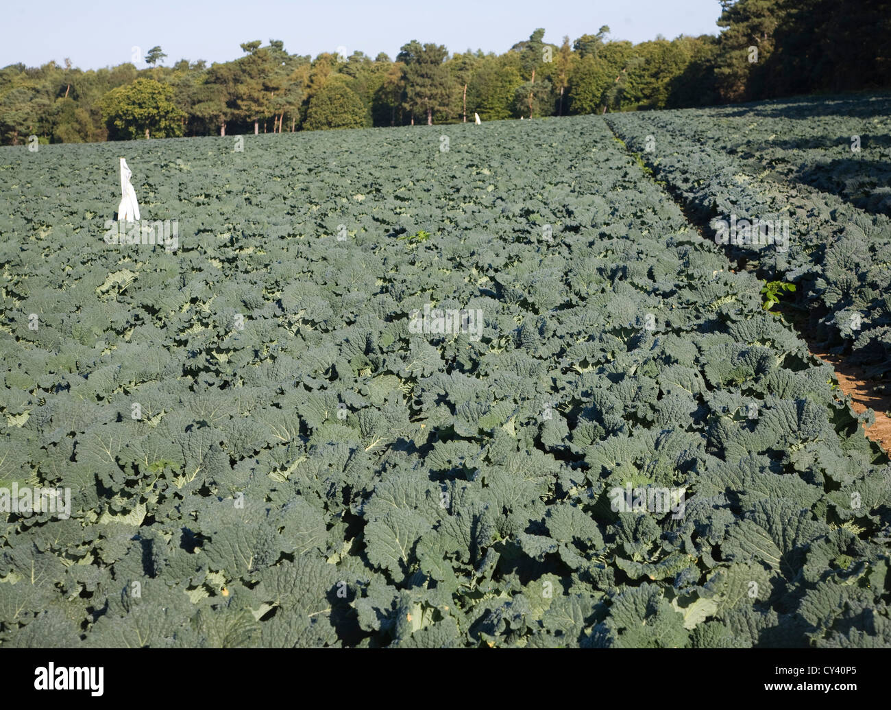Can you plant brassicas with cabbage, What To Plant With Brassicas