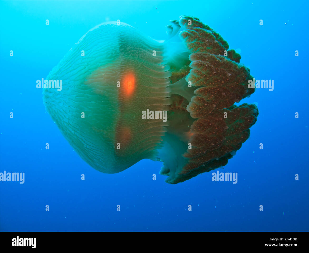 Closeup of Box jellyfish swimming on its side in the Coral Sea at the Great Barrier Reef  in Australia Stock Photo