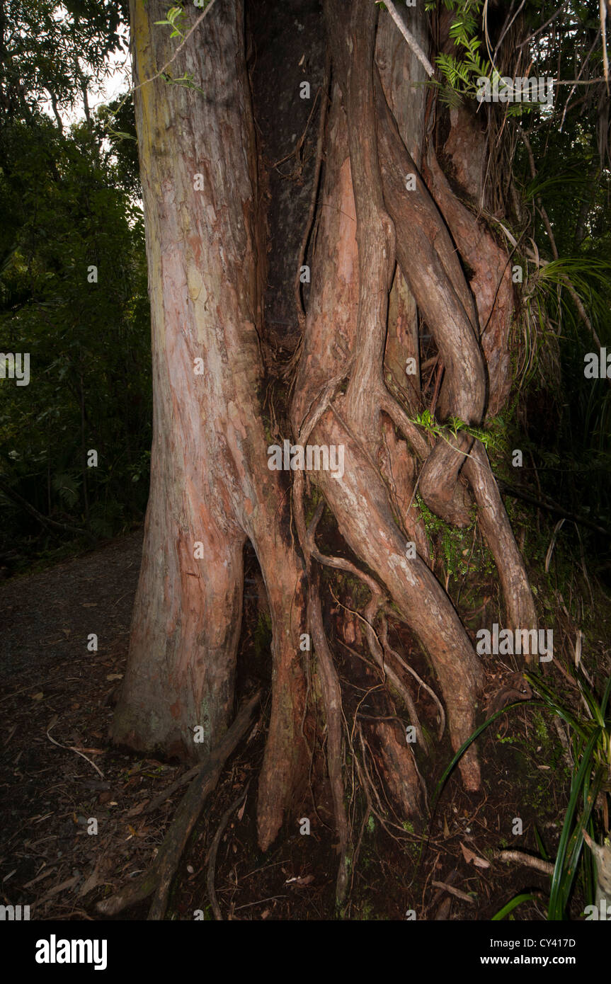 This giant Matai tree is overgrown from two Rata trees near the Truman Track in New Zealand's Paparoa National Park. Stock Photo