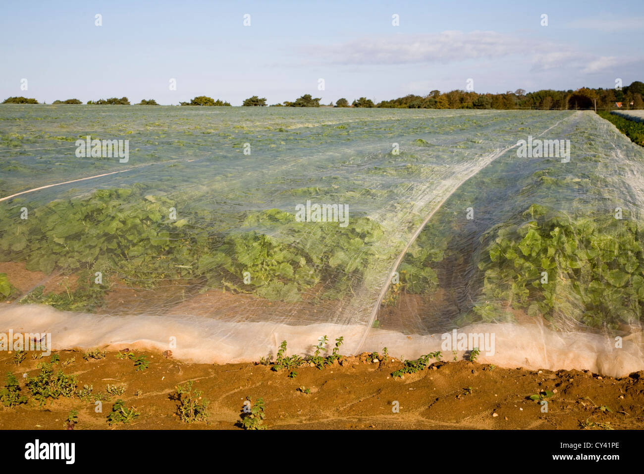 Turnip crop growing in field under protective sheeting Alderton, Suffolk, England Stock Photo