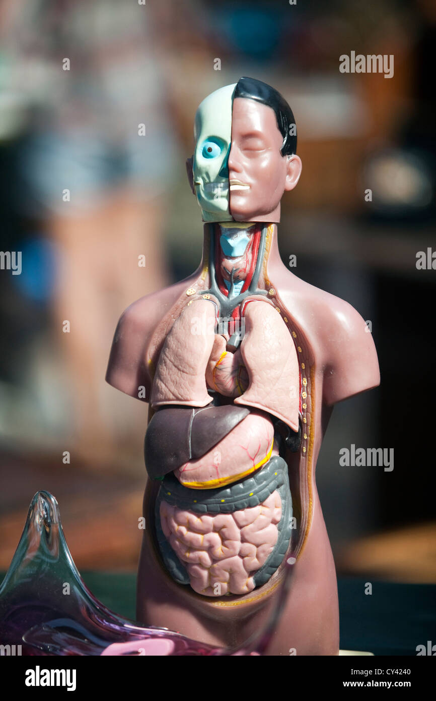 A medical mannequin for sale on a stall in Spitalfields Market, East London Stock Photo