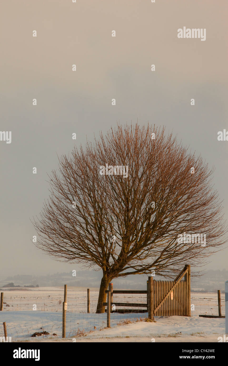 Europe, France, Normandy, Manche (50) tree in a snowy landscape with a