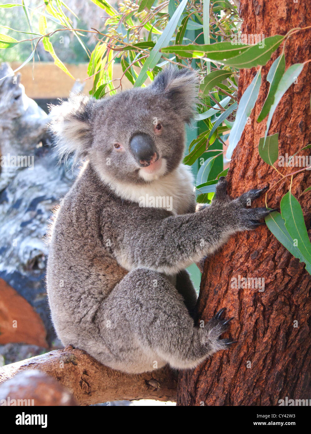 pretty koala bear in the zoo, Perth Australia Stock Photo Alamy