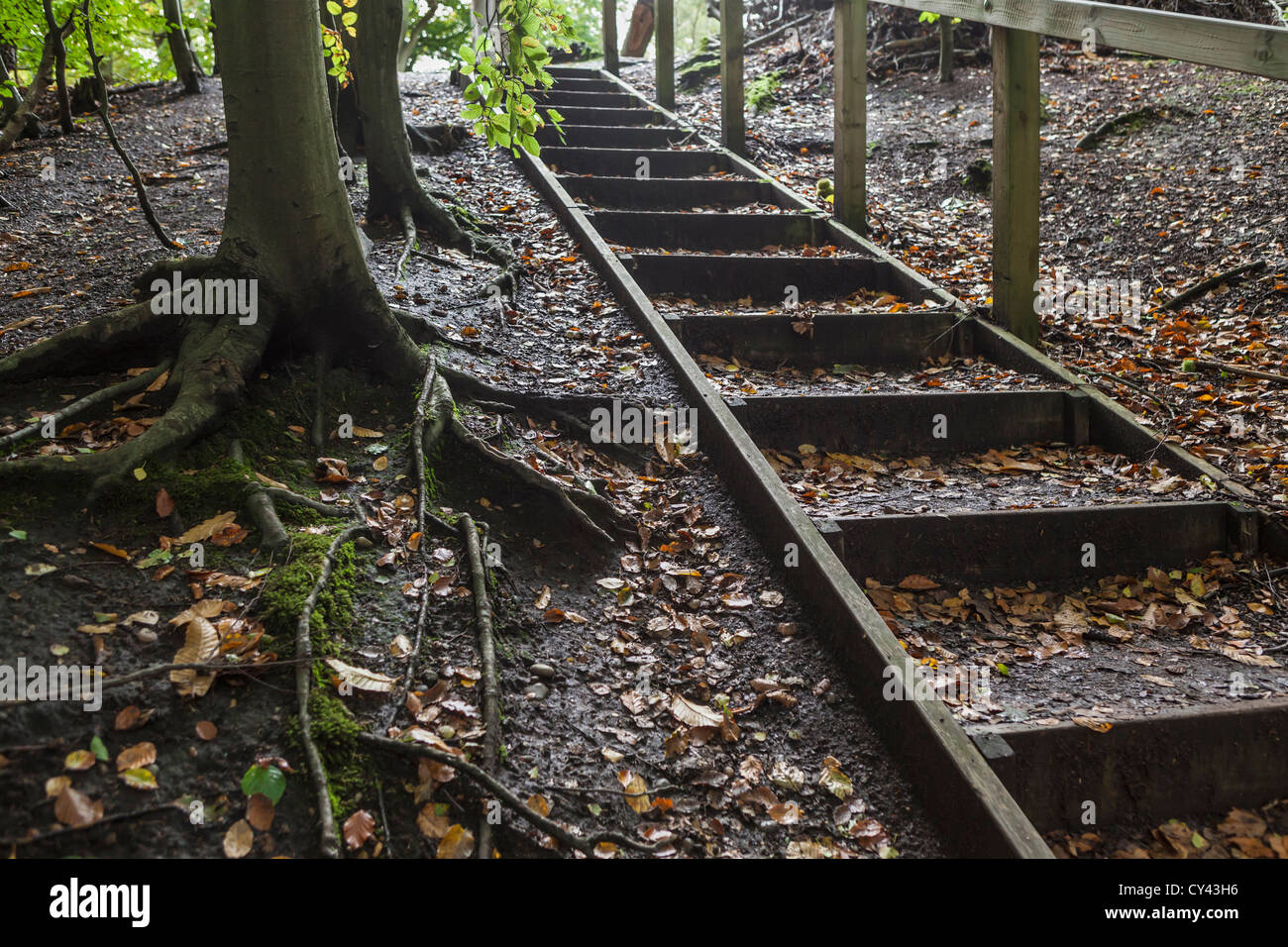 Wood stairways help hikers traverse steep and muddy areas of Esher ...