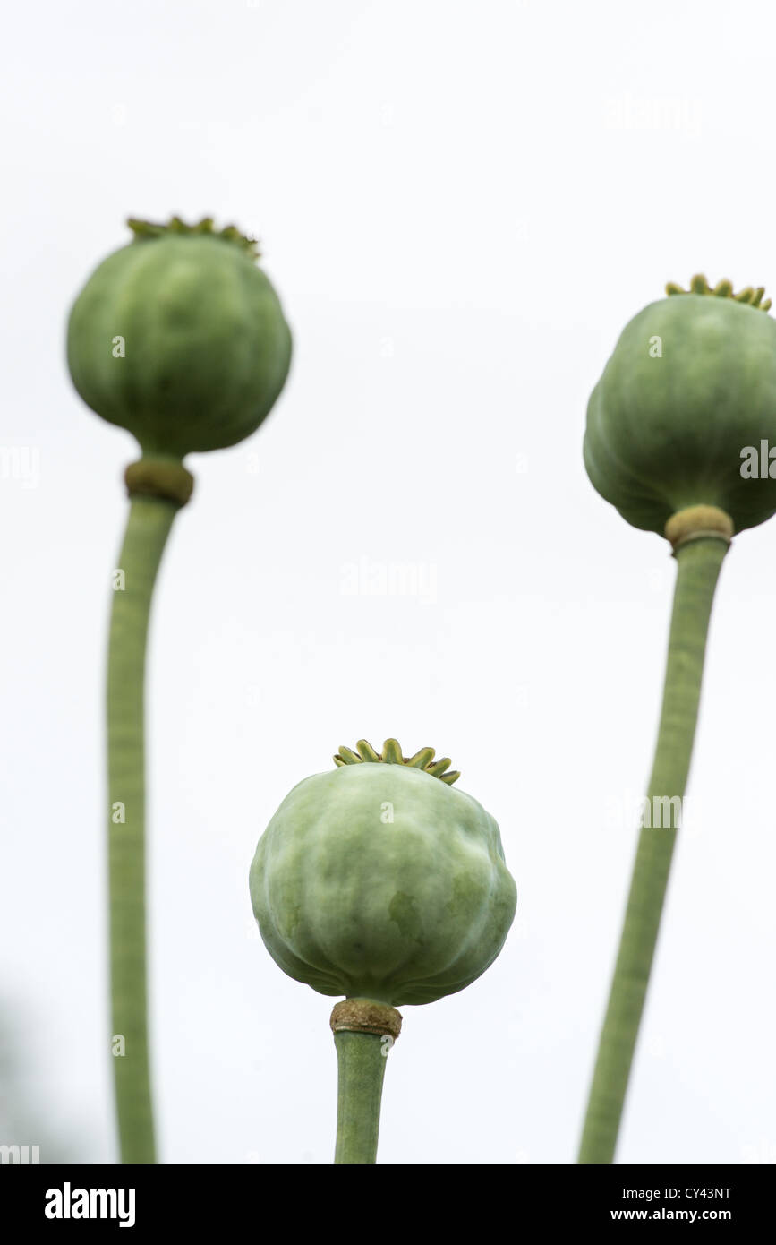 Capsules of poppy flower viewed from below Stock Photo