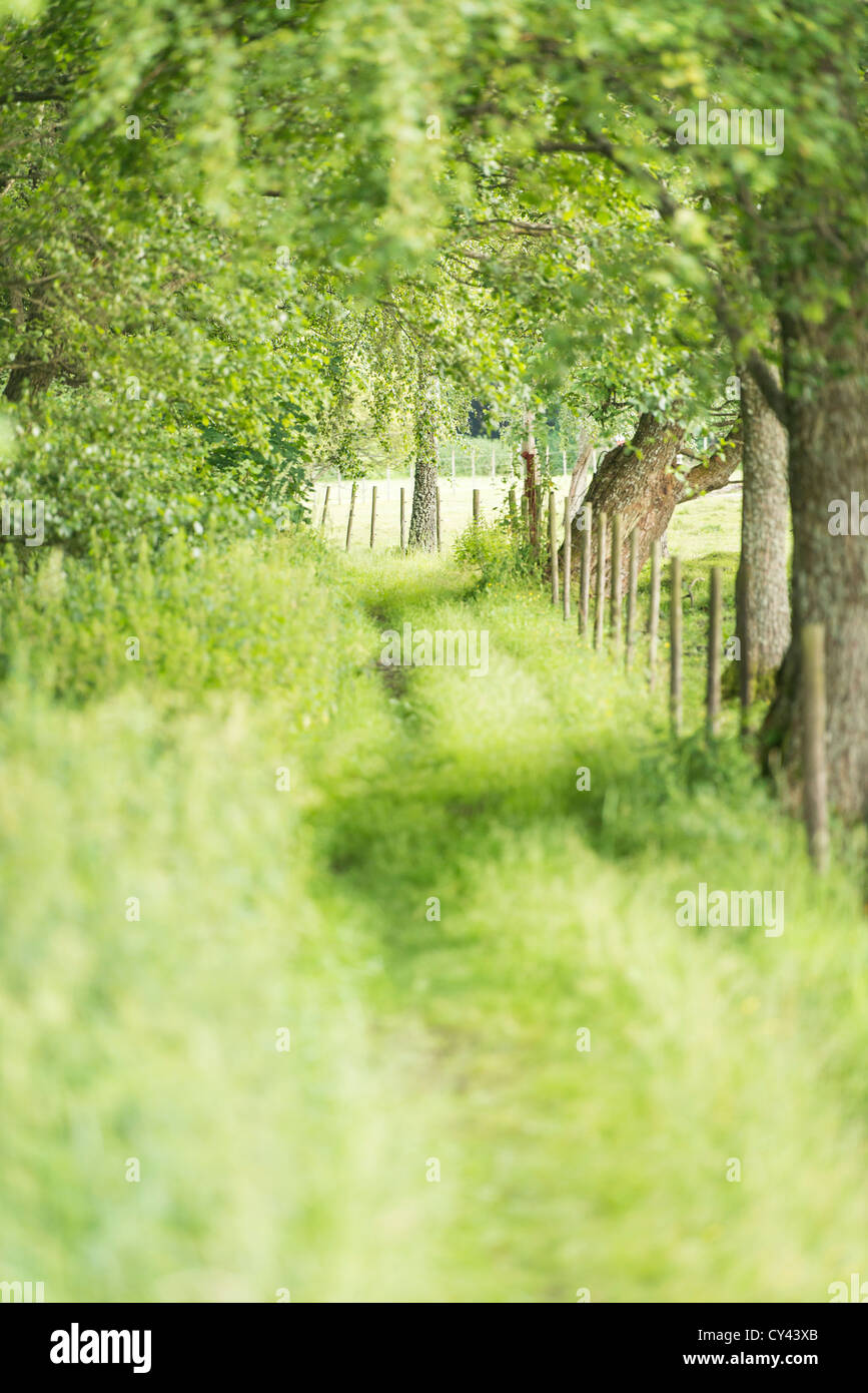 Lush green landscape with path running through woods Stock Photo